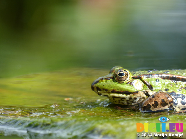 FZ008279 Marsh frog (Pelophylax ridibundus) on plank